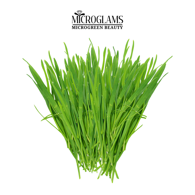 Wheatgrass microgreens