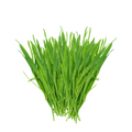 Wheat Grass Microgreens - 4 oz