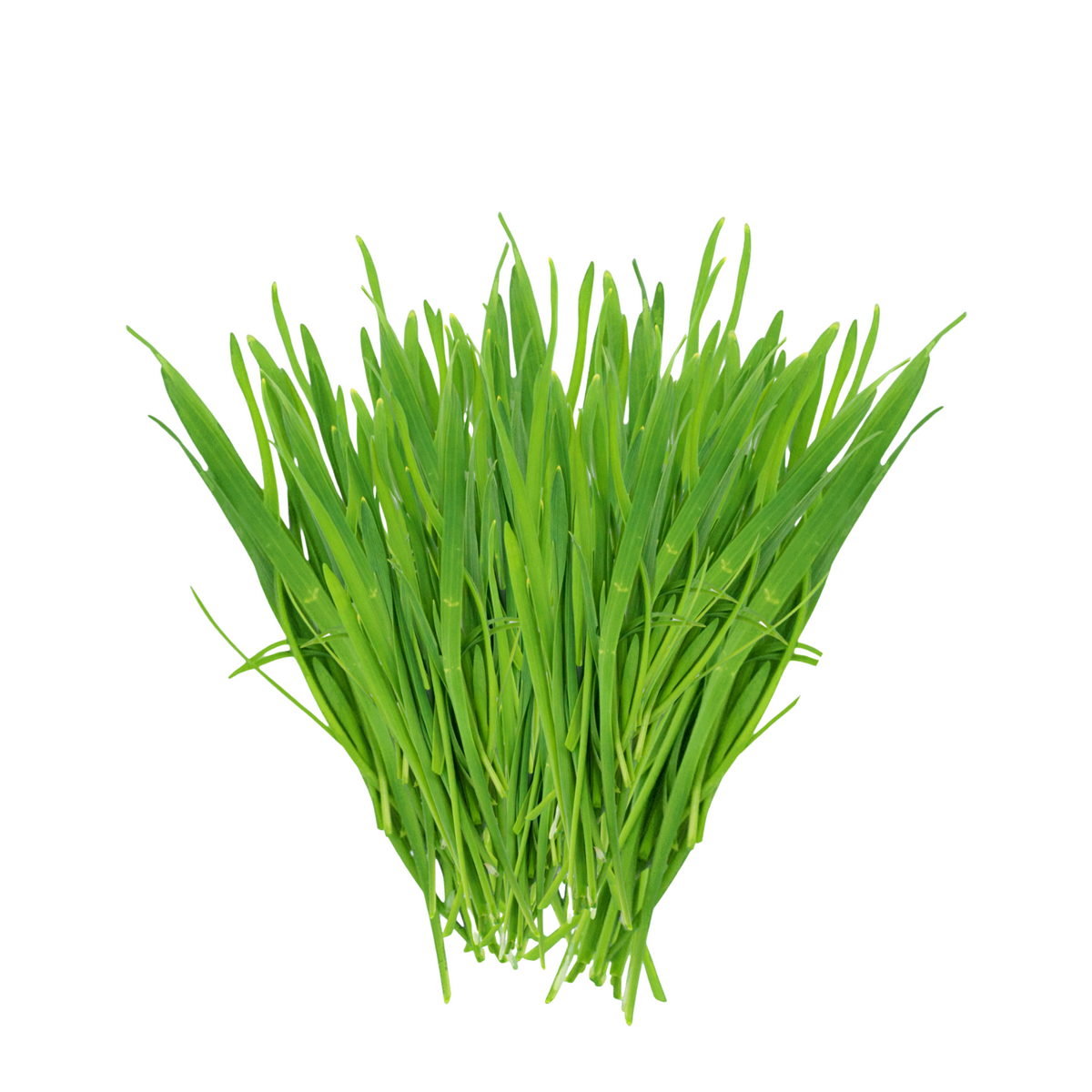 Wheat Grass Microgreens - 4 oz